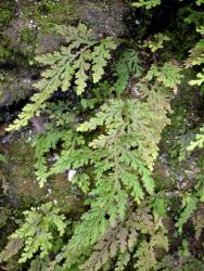 Selaginella moellendorffii. Habit showing the frond-like form of mature plants.
 Image: P.J. de Lange © Peter de Lange All rights reserved